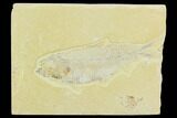 Bargain, Fossil Fish (Knightia) - Green River Formation #120007-1